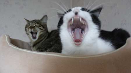 あくび