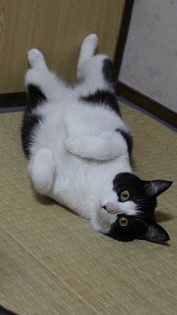 ユキさん