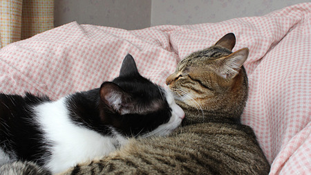 なかよし2