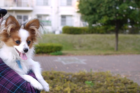 抱っこ犬の景色