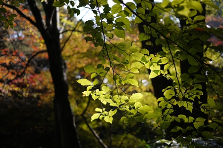 六義園 陰影から