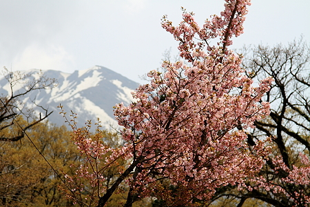 Daisen1