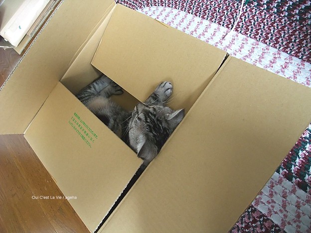 どっか行っちゃったな～と思ったら箱で寝てたり。