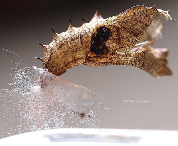 Photos: 穴あき蛹羽化抜け殻。傷側面。まるでカサブタ（ツマグロヒョウモン飼育）