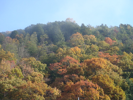 紅葉１