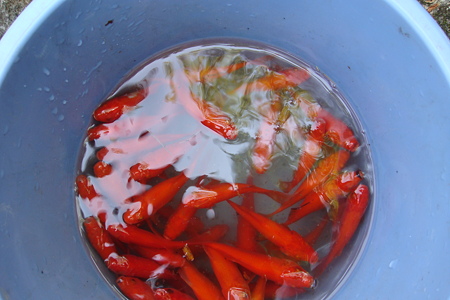 釣果