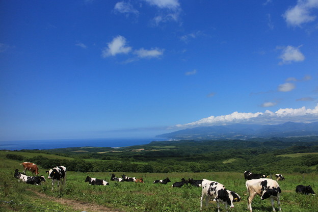 写真: 小川高原にて