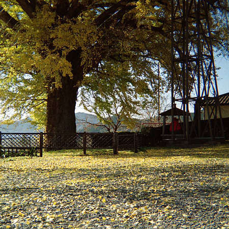 Image1040(FUJICA RAPID S)