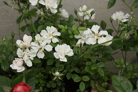 ミニ薔薇 レンゲ
