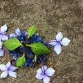 紫陽花の果て