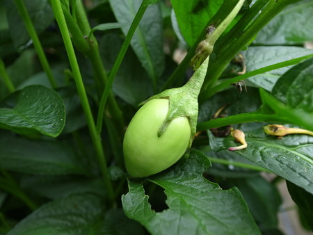 ペピーノの栽培方法☆ポイント（挿し芽） | 暇人主婦の家庭菜園 - 楽天