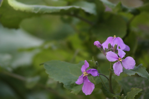 ムラサキダイコンもしくはソ連の菜の花 写真共有サイト フォト蔵