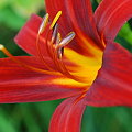 Photos: Red Daylily 7-25-09
