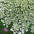Queen Anne&#039;s Lace 7-25-09