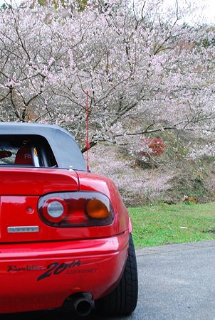 ロドと四季桜