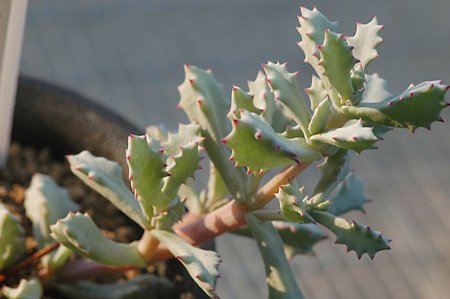 オスクラリア 琴爪菊