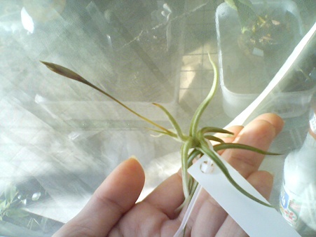 funebris
