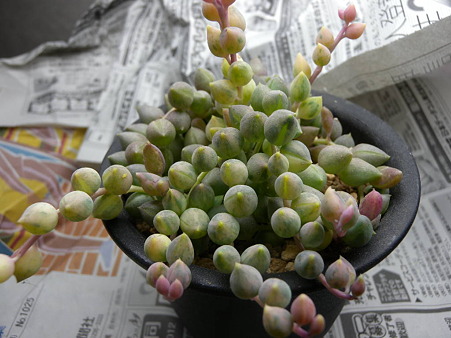 Senecio herreanus variegata
