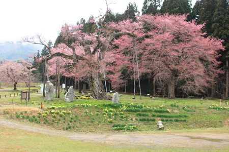 釜の越桜