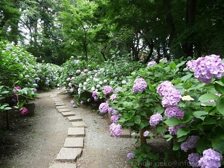 120627-白鳳庵 (74)