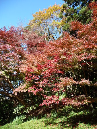 091204-明月院庭園 (58)
