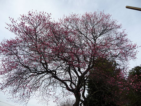 100120-6.西福寺の梅