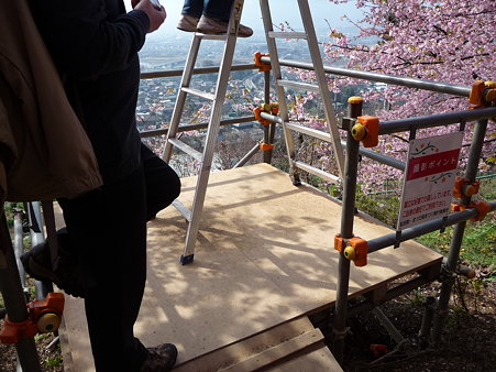 100223-松田山 河津桜 (36)