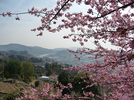 100223-松田山 河津桜 (55)