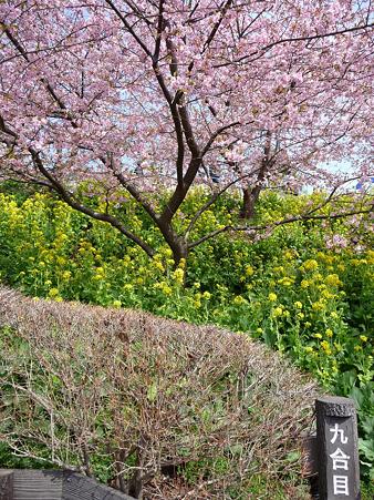 100223-松田山 河津桜 (67)