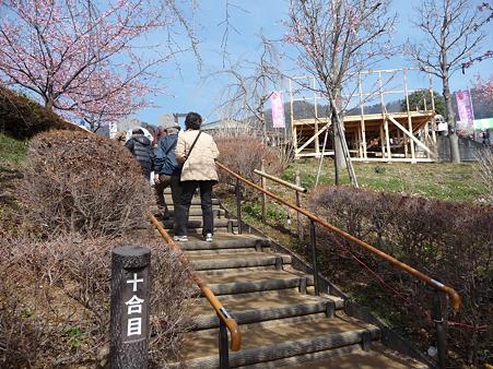 100223-松田山 河津桜 (69)
