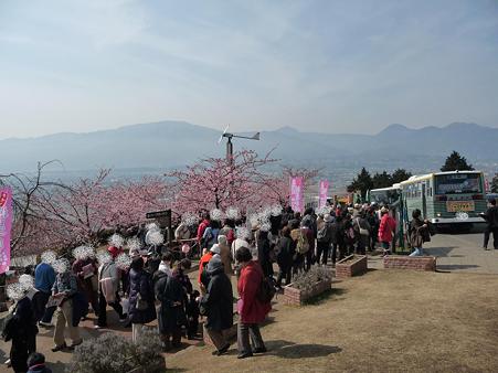 100223-松田山 河津桜 (78)