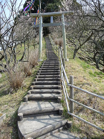 100301-田浦梅林 (95)