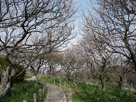 100301-田浦梅林 (31)