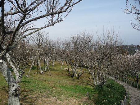 100301-田浦梅林 (34)