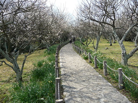 100301-田浦梅林 (36)