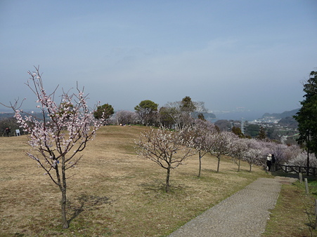 100301-田浦梅林 (55)