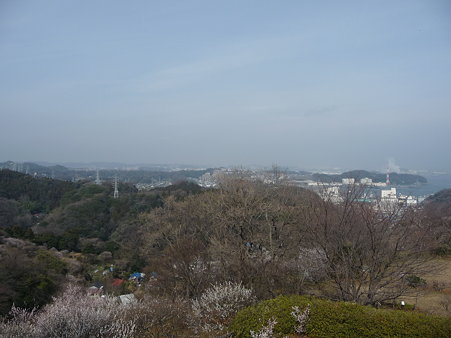 100301-田浦梅林 (67)