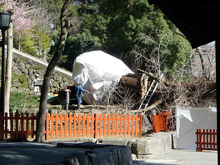 100311-八幡さま (42)