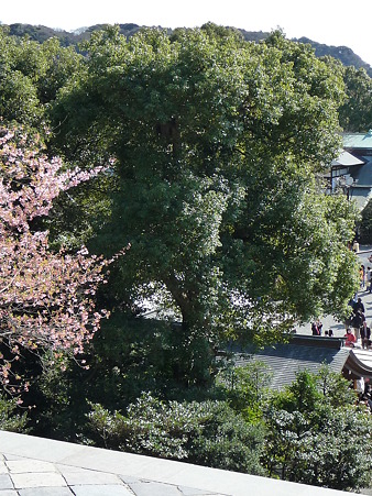 100311-八幡さま (38)