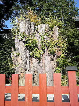 101206-八幡さま銀杏 (1)