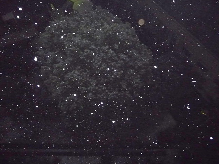 110214-雪降ってきた (12)