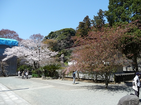 110406-妙本寺 (23)