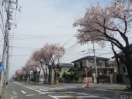 110411-海軍道路 (1)