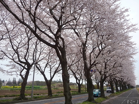 110411-海軍道路 (44)