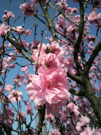 桜1