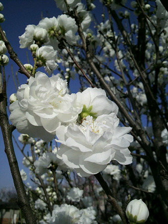 桜2