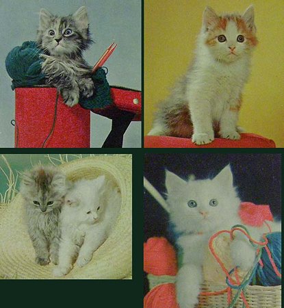 cat's,kitten,postocard拡大