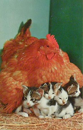 cat's,kitten,postocard拡大