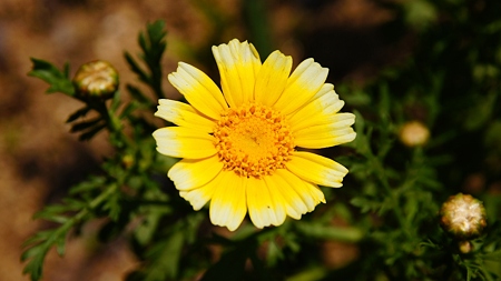 春菊の花