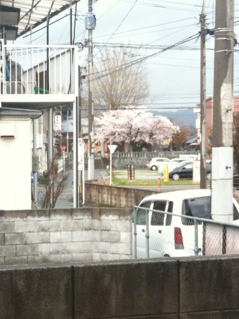 Photos: うちからみえるようになった神社の桜。